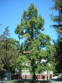 Urwaldmammutbaum